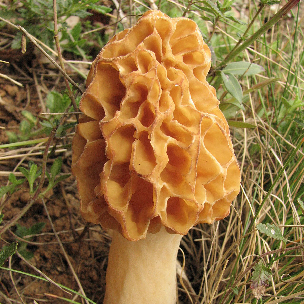 Hunting For Morel Mushrooms in Michigan’s Upper Peninsula Down Wind