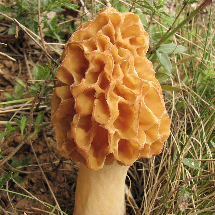 Hunting For Morel Mushrooms in Michigan’s Upper Peninsula