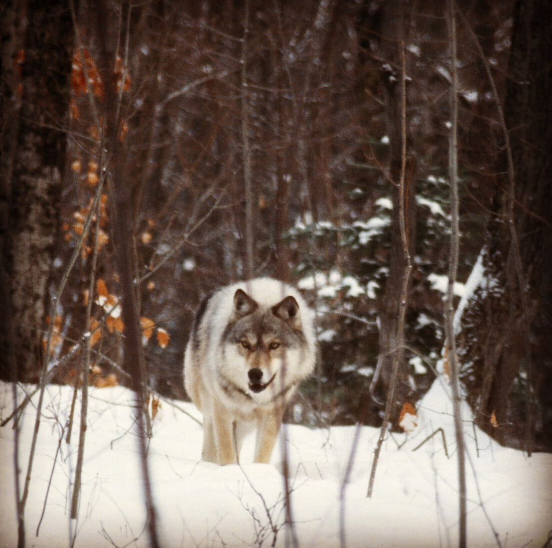 Isle Royale- Bear Canister Required?