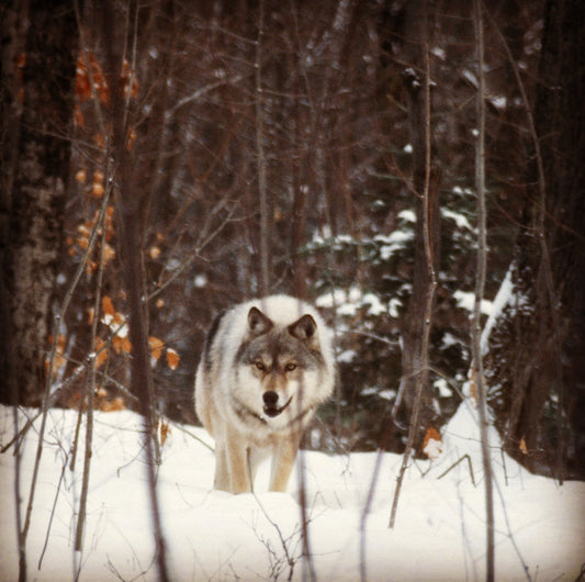 Isle Royale- Bear Canister Required?