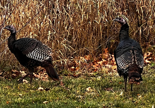 Home For The Holiday- Happy Thanksgiving!