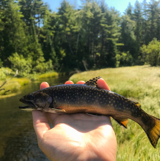 A beautiful wild Upper Peninsula Brook Trout