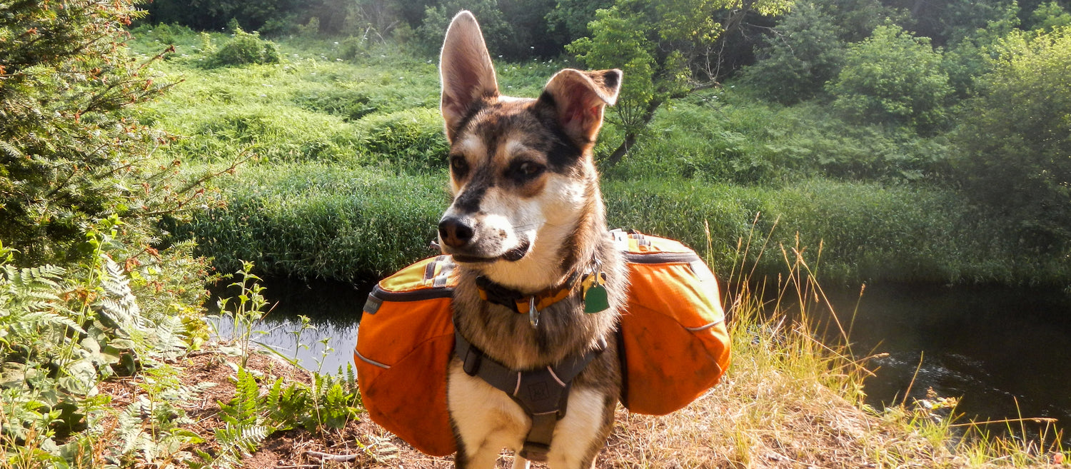 Dog Gear