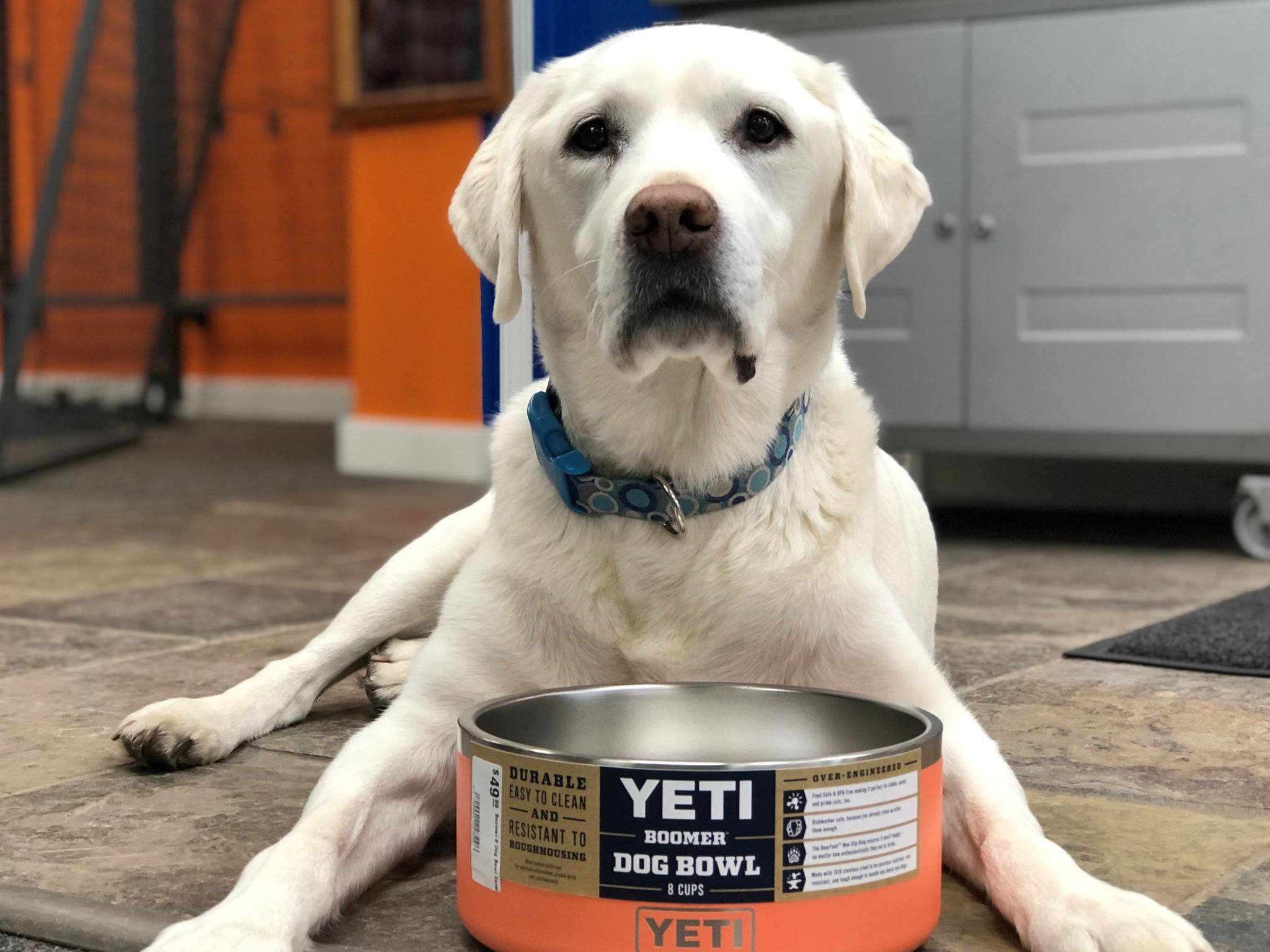 Yeti Dog Bowl